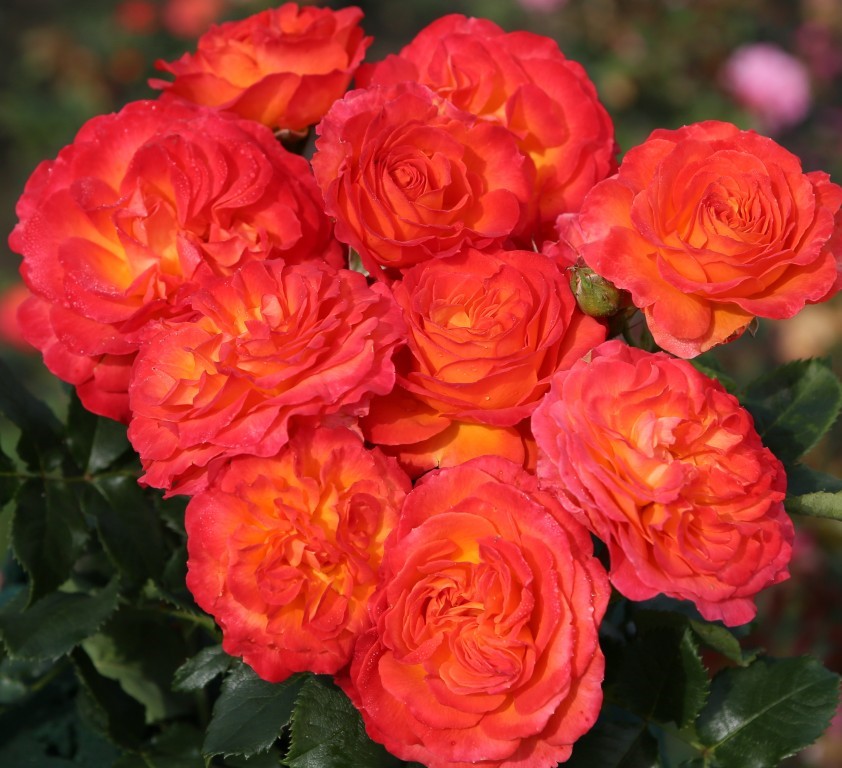 Роза флорибунда Вулкано штамб 80